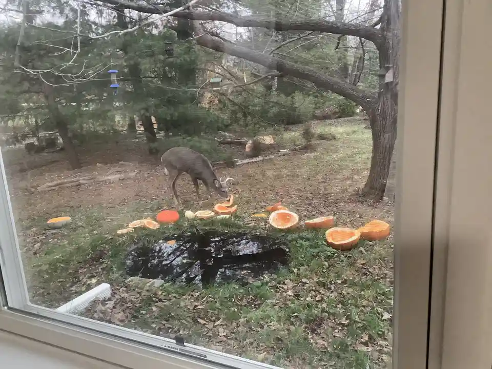A deer is seen through a window screen in a backyard, eating from a pile of cut-open pumpkins on the grass. The scene…