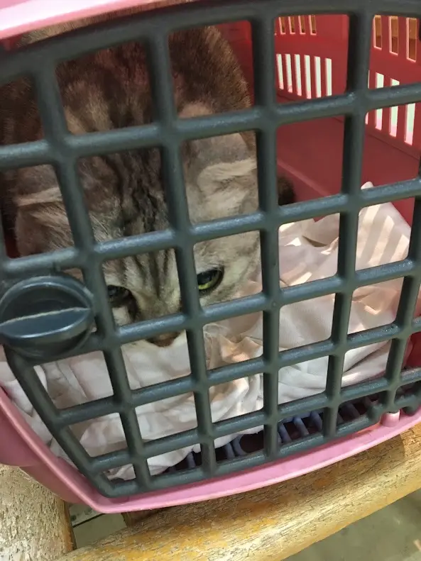 A tabby cat with green eyes peers through the black grid of a pink plastic pet carrier, looking visibly anxious or…