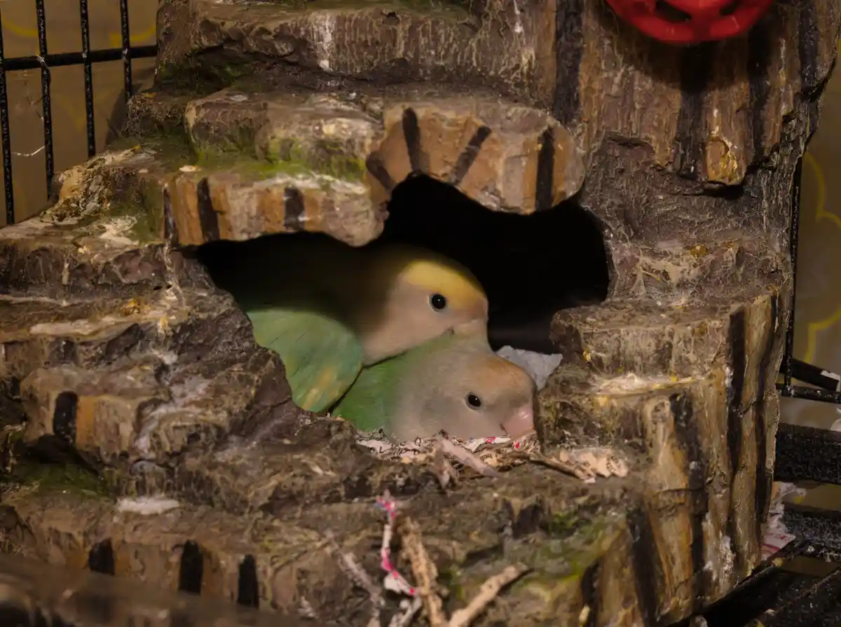 Two green and tan lovebirds are nestled together inside a dark, artificial stone birdhouse, appearing cozy and relaxed. The…
