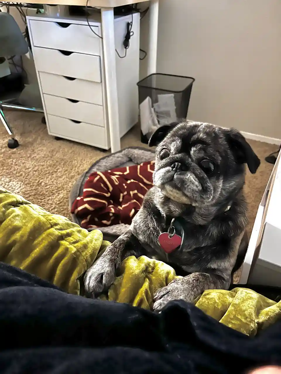 A gray pug with a red heart-shaped ID tag reading 'MINERVA' sits on a yellow blanket, looking up with a pleading or…