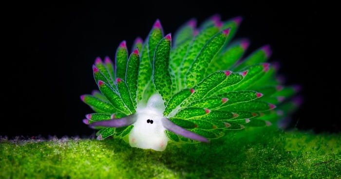 A vibrant green sea slug with translucent, leaf-like appendages tipped in purple rests on a mossy surface against a black…