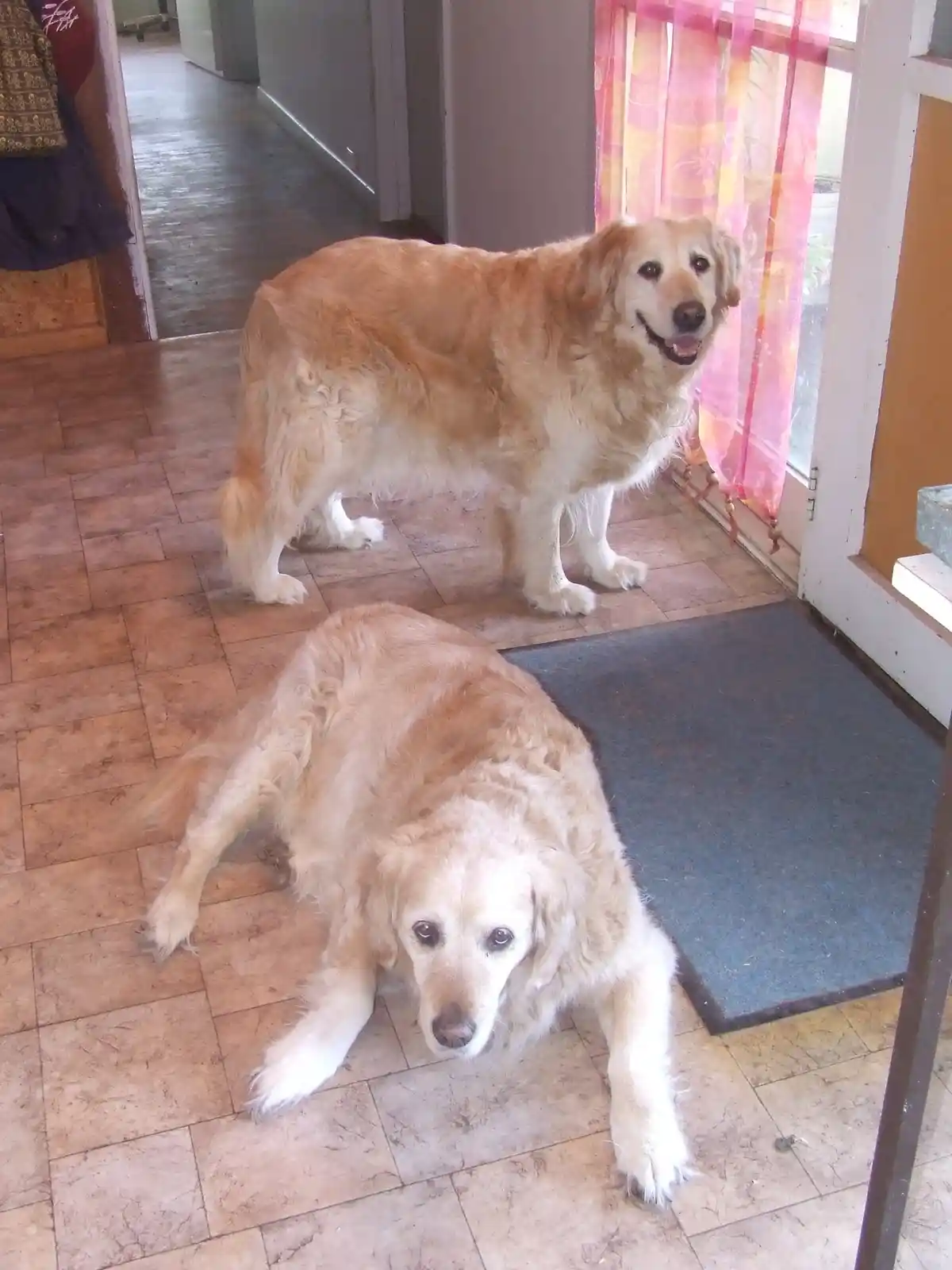 Two golden retrievers are in a home entryway; one stands alert near a door with pink curtains, smiling, while the other lies…