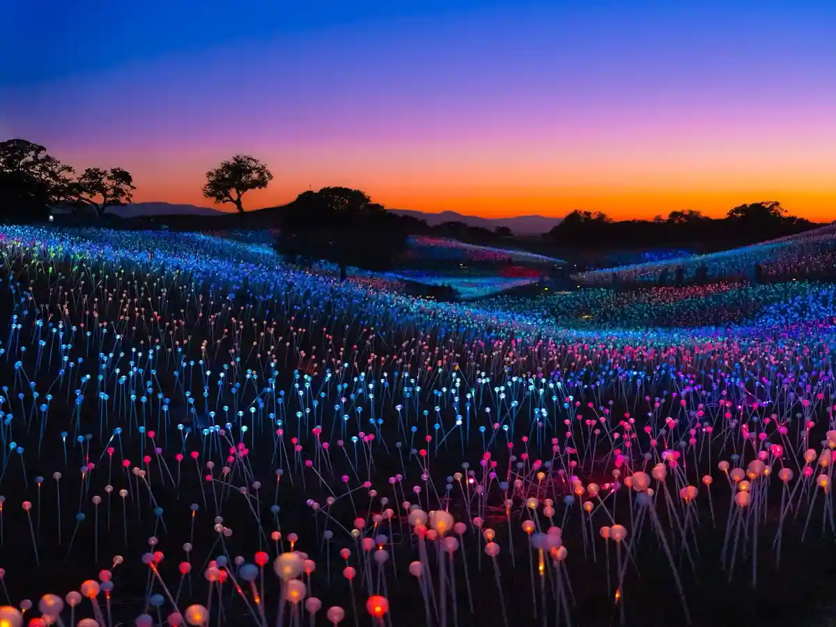 A wide shot of a field at dusk filled with thousands of glowing, colorful LED lights on thin poles, resembling a field of…
