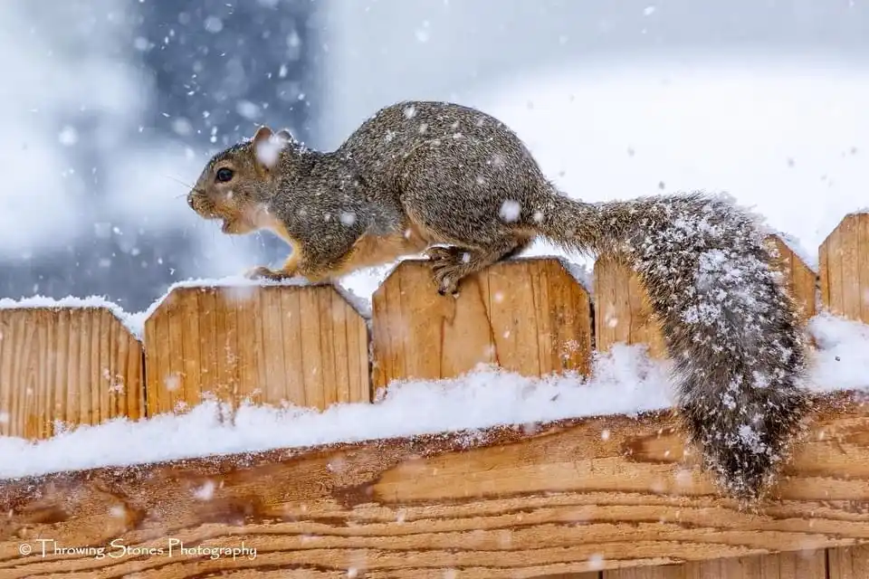 A gray squirrel with a bushy tail stands alert on a snow-covered wooden fence during a snowfall, its fur dusted with…