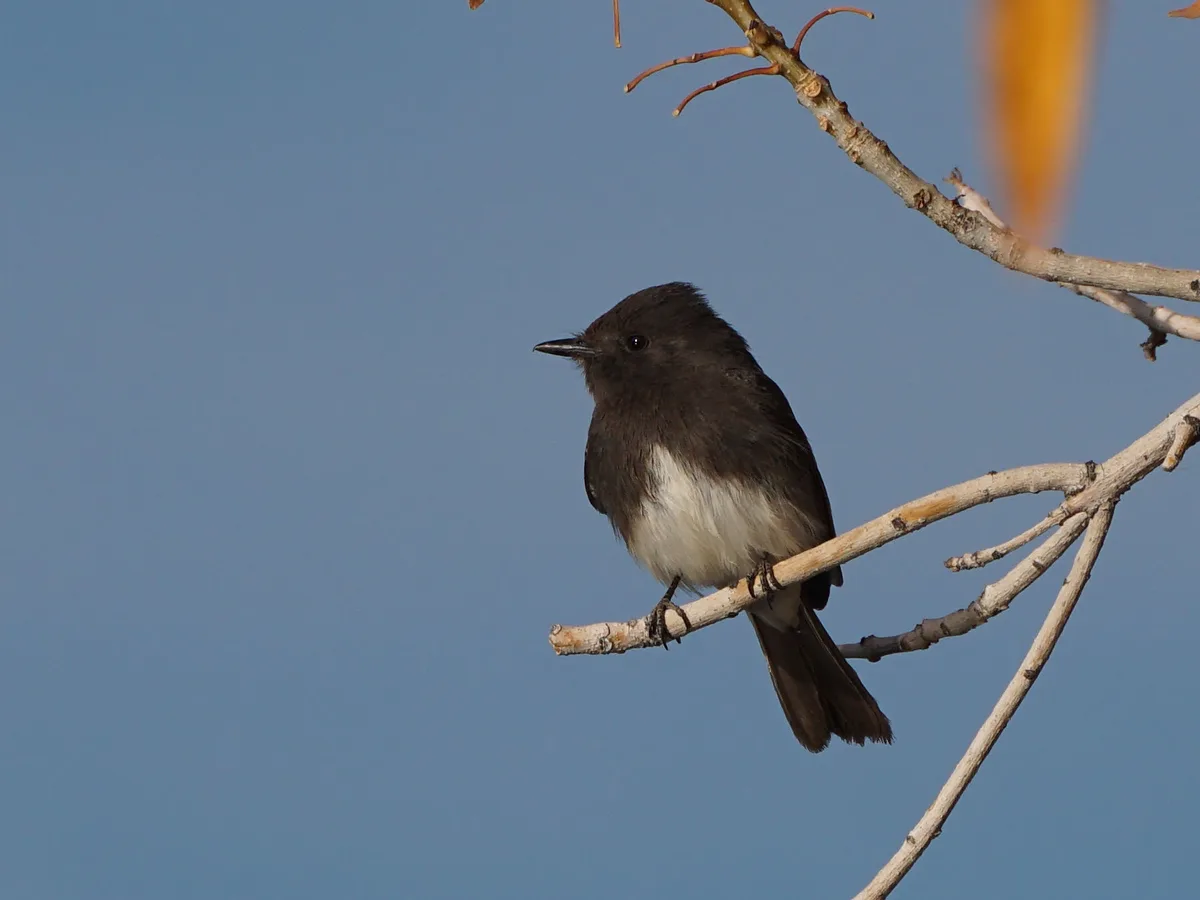 Meet the Black Phoebe