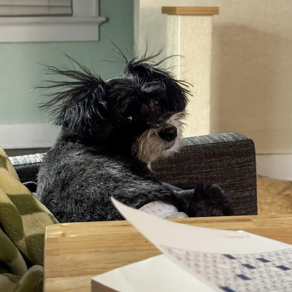 A black and gray dog with shaggy fur sits on a dark couch, looking off to the side with a thoughtful expression. In the…