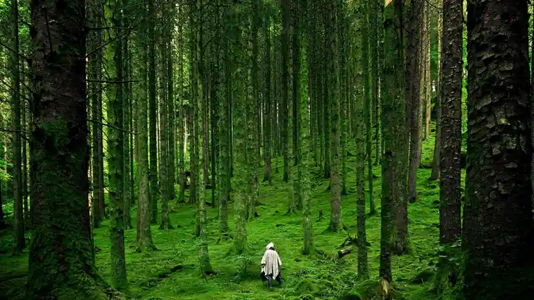 Enjoying a peaceful stroll through the lush green forest