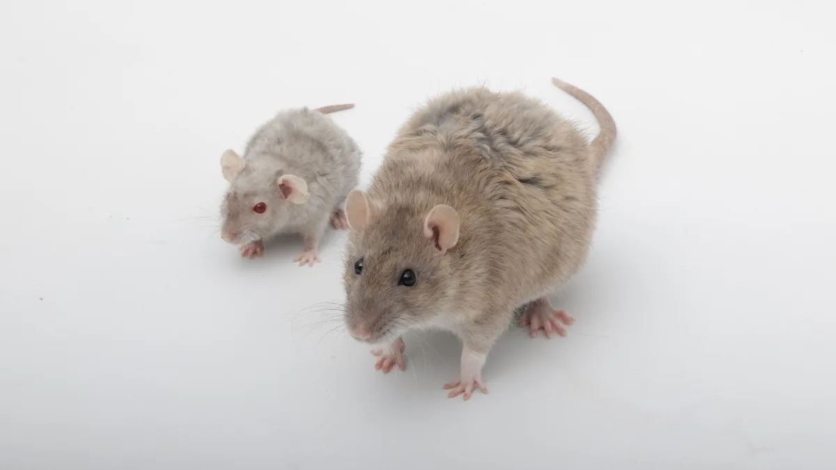 Curious Thoughts: Which One is the Dwarf Rat?