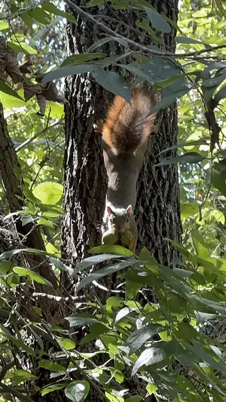 A squirrel is seen clinging vertically to a tree trunk in a forest, holding two green nuts in its mouth. The image is…