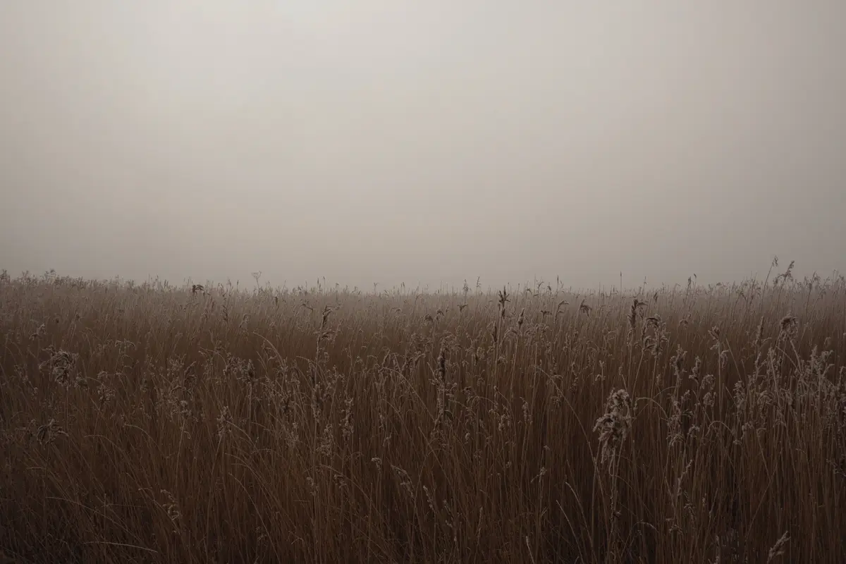 A wide, desaturated photo shows a field of dry, brown reeds or tall grass covered in frost, stretching toward a hazy, foggy…