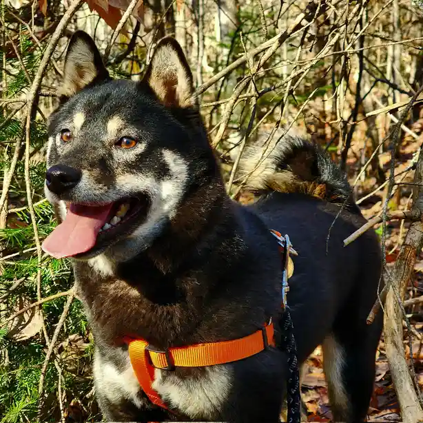 The Unlikely Hybrid: Meet Dogcat