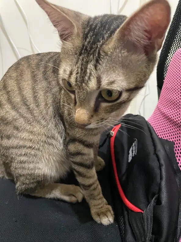 Adorable feline antics