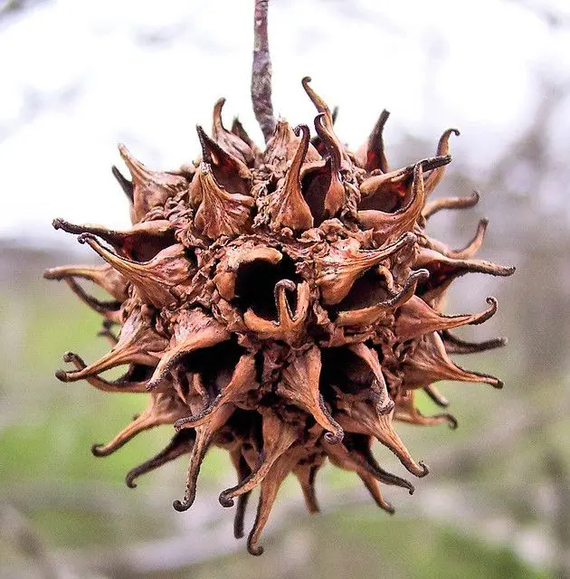 Nature's Unique Sweet Gum Seed Pod