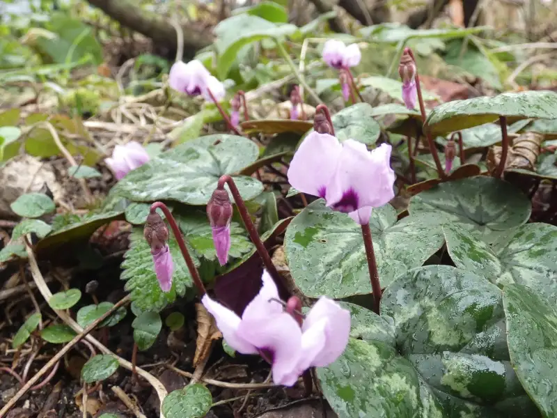 A close-up photo of light purple cyclamen flowers with dark purple centers and variegated green leaves, growing in a damp…