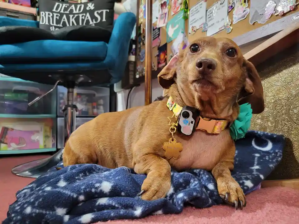 A brown dachshund with long ears and a slightly sad expression sits on a blue star-patterned blanket, wearing a colorful…