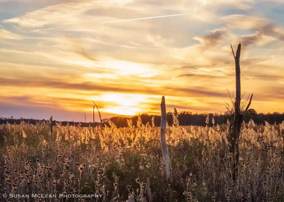 A serene sunset photo of a field with tall grasses and dead tree trunks silhouetted against a golden-orange sky with wispy…