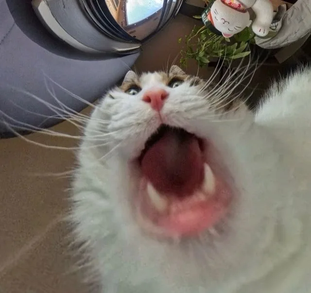 This cat looks hilariously distorted
