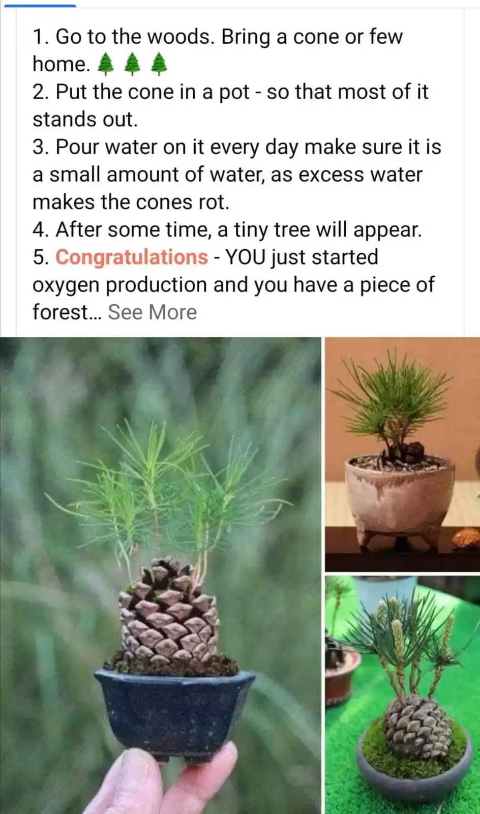 The image displays a list of instructions for growing a tree from a pinecone, accompanied by three photos showing pinecones…