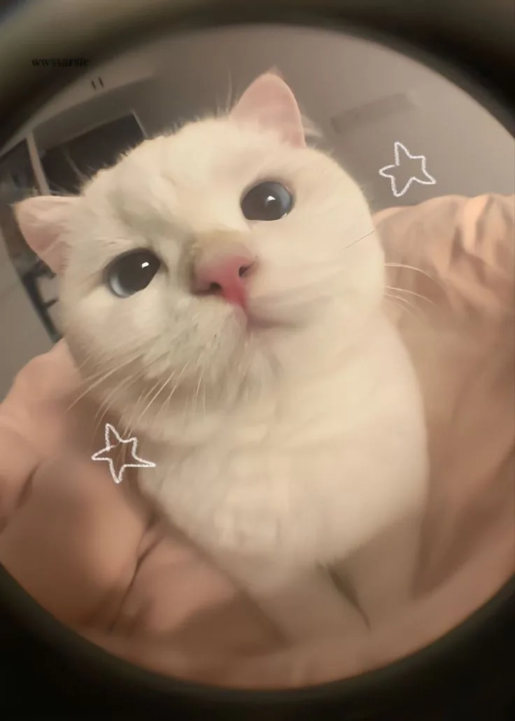 Meet CatieThecat!