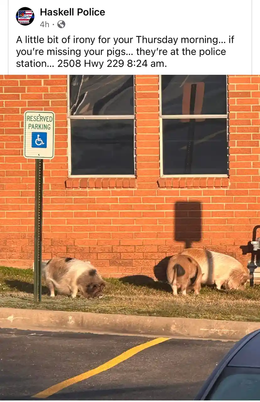 They Made Their Way Back Home!