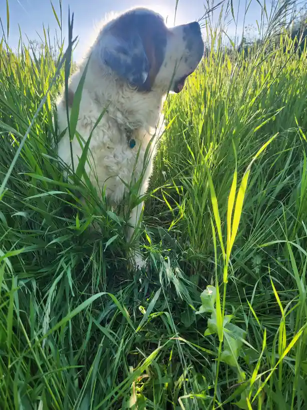A fluffy white and brown dog with floppy ears sits calmly in tall green grass, looking upward with its mouth slightly open…