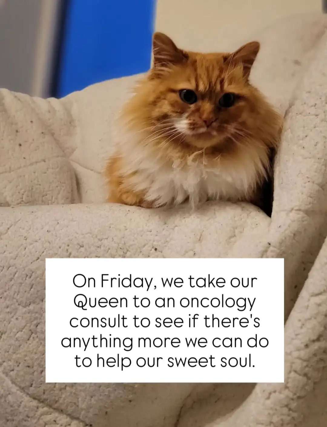 A fluffy orange and white cat sits regally in a light-colored cat bed, looking directly at the camera with a serious…