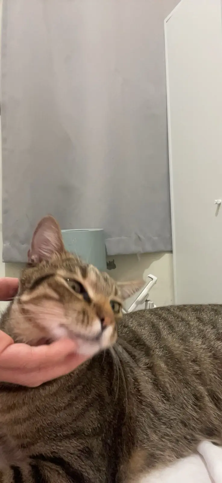 A tabby cat with a smug, unimpressed expression is being petted by a human hand on its chin. The cat's eyes are half-lidded…