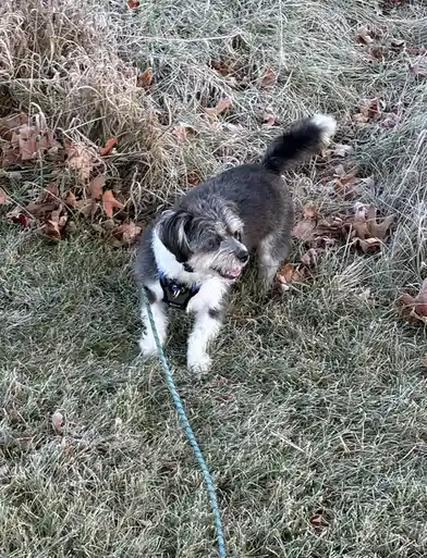 A small, fluffy dog with black, white, and gray fur stands on frost-covered grass with scattered brown leaves, wearing a…