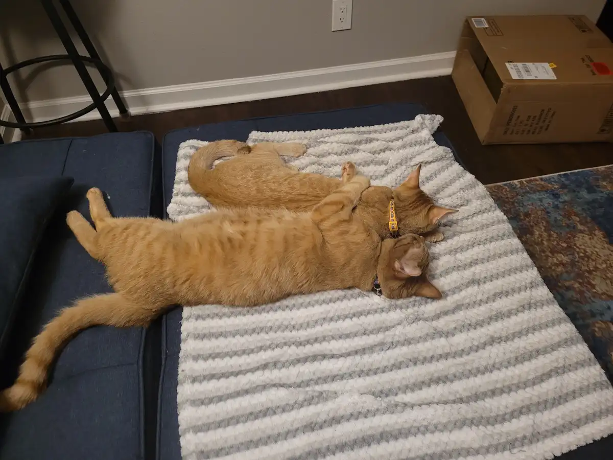 Celebrating Last Caturday with Feline Fun