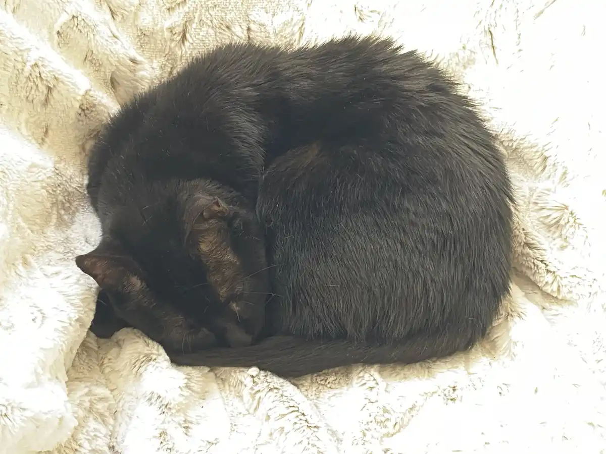 A black cat is curled up tightly in a ball, sleeping soundly on a fluffy, light-colored blanket. The image has text overlaid…