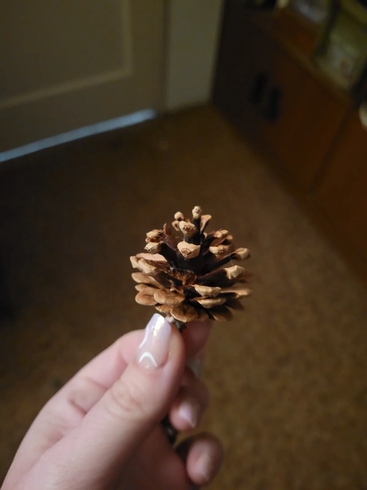 A hand with light pink manicured nails holds a small, brown pinecone indoors against a blurred background of carpet and…