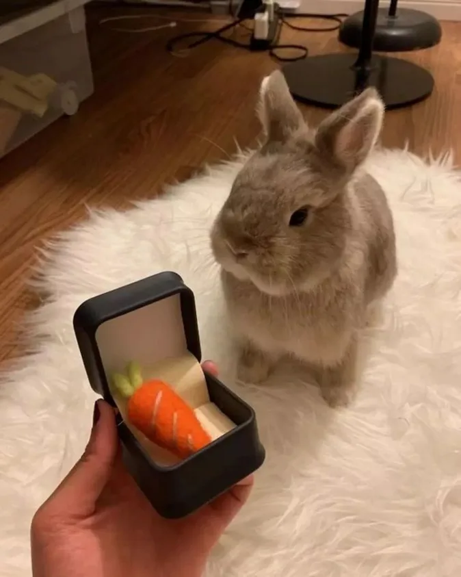 A hand holds an open black jewelry box containing a plush carrot toy, presented to a grey rabbit sitting on a white fluffy…