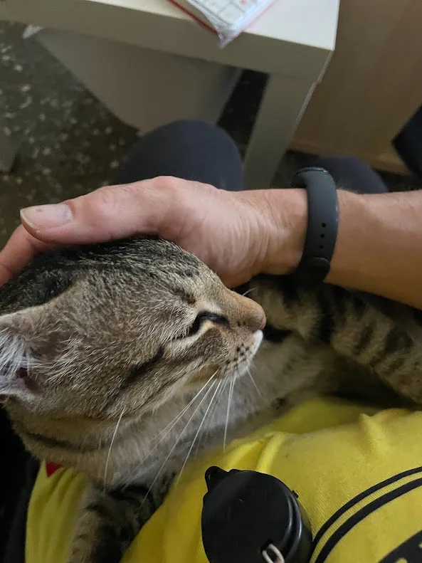 Cuddly Cat Adventures That Will Brighten Your Day