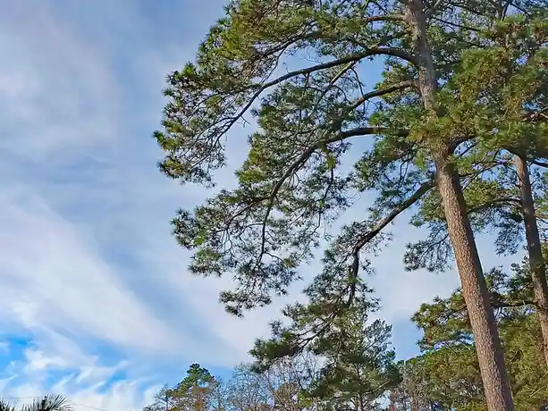 A low-angle photo shows the branches and green needles of a tall pine tree against a blue sky with wispy white clouds. The…