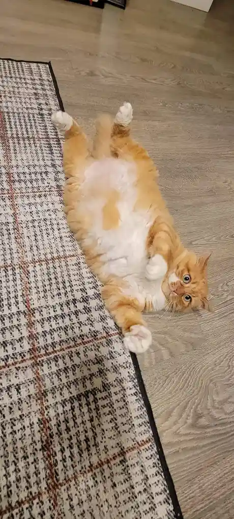 An orange and white fluffy cat lies on its back on a patterned rug, paws up, looking directly at the camera with wide…