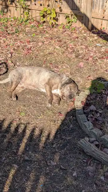 A scruffy, brindle-coated dog is lying on its side in a patch of dirt and fallen autumn leaves, appearing deeply asleep in a…