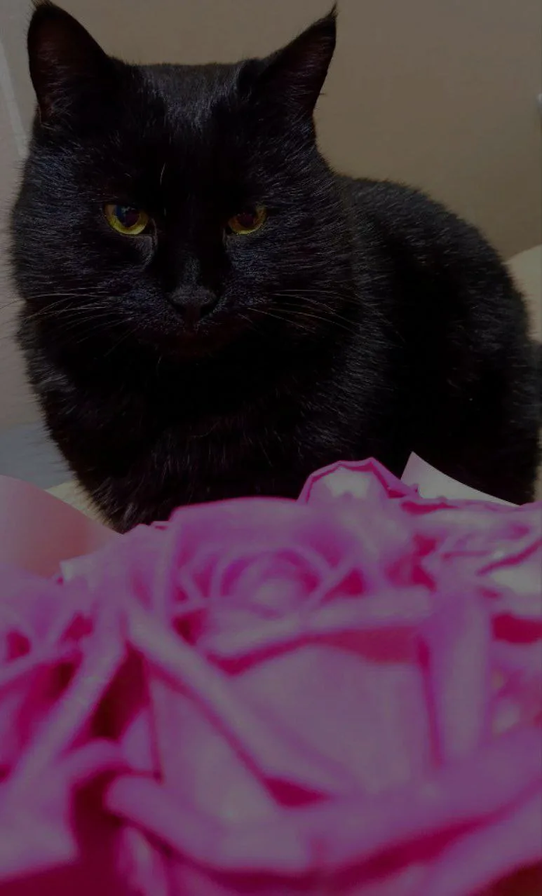 Vaska Surprises You with a Beautiful Bouquet