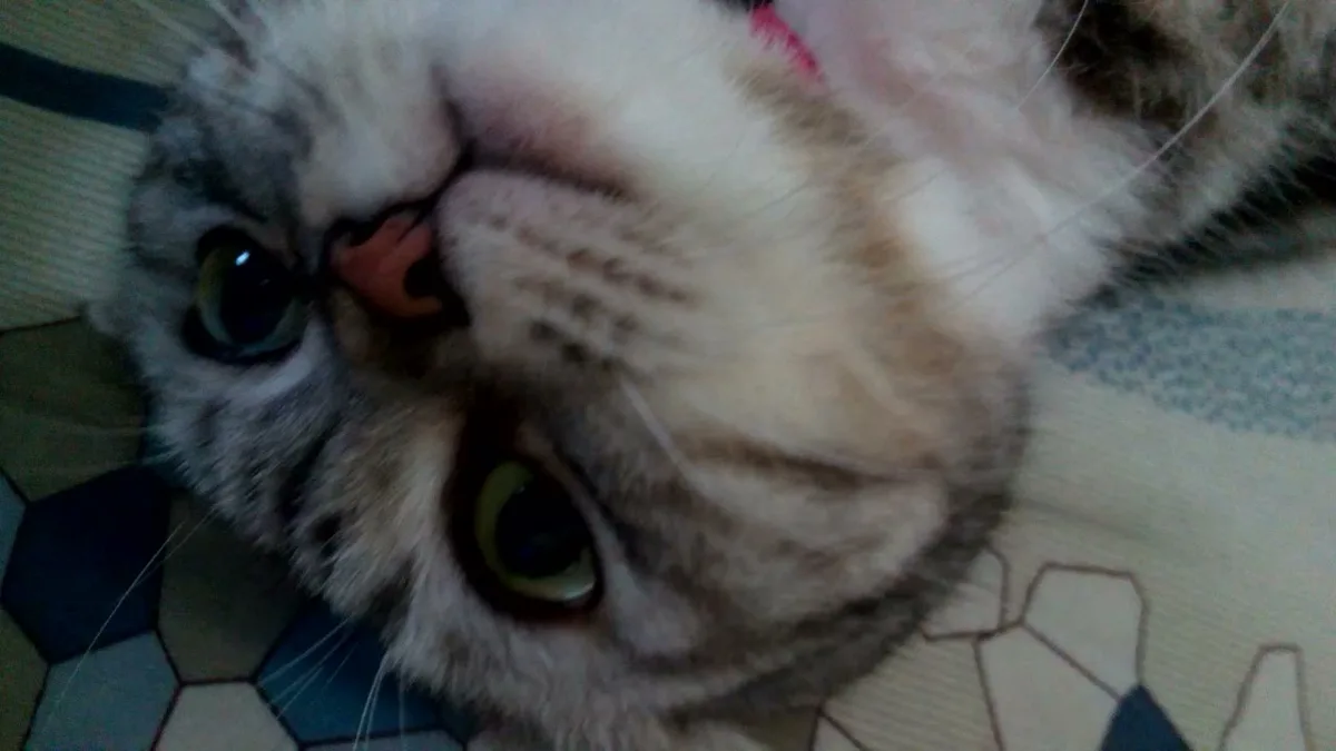 Cute Cat Moments