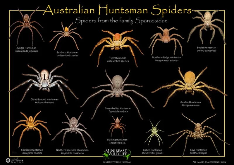 An educational infographic showing ten different species of Australian Huntsman Spiders, each labeled with its common and…