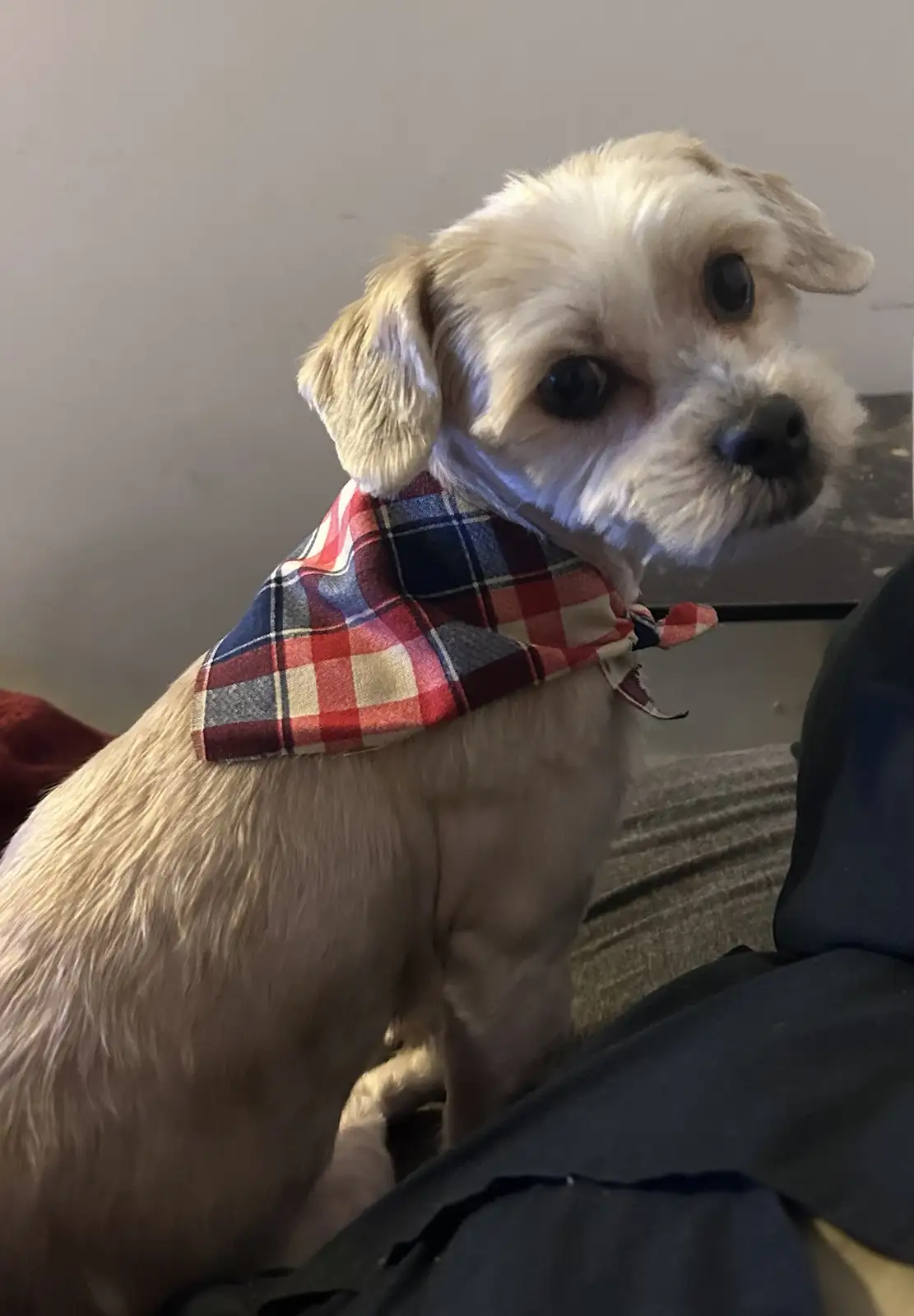 A small, fluffy, light-colored dog with large dark eyes sits on a couch wearing a red, blue, and beige plaid bandana tied…