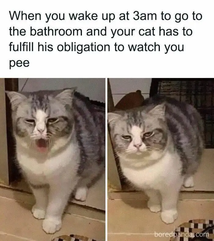 A split image shows a fluffy gray and white cat in two panels. In the left panel, the cat has its mouth wide open in a yawn…
