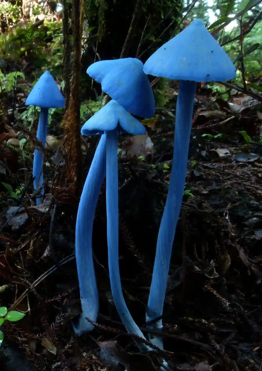 The image shows several vivid blue mushrooms with long, slender stems and conical caps growing in a dark, leaf-littered…