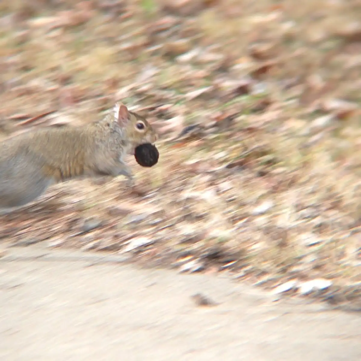 A blurry photograph captures a gray squirrel in motion, running across a leafy ground with a dark, round object clutched in…