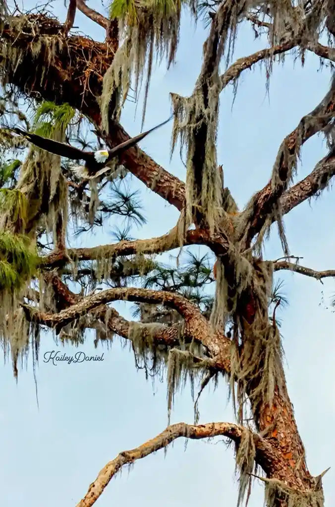 A bald eagle is captured mid-flight near a large tree covered in Spanish moss, with a nest visible in the upper branches…