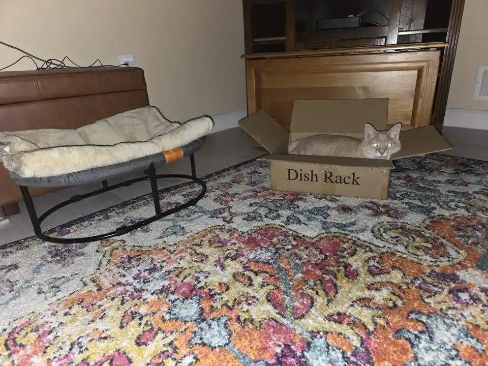 A light-colored cat sits inside an open cardboard box labeled 'Dish Rack' on a patterned rug in a living room, with a pet…