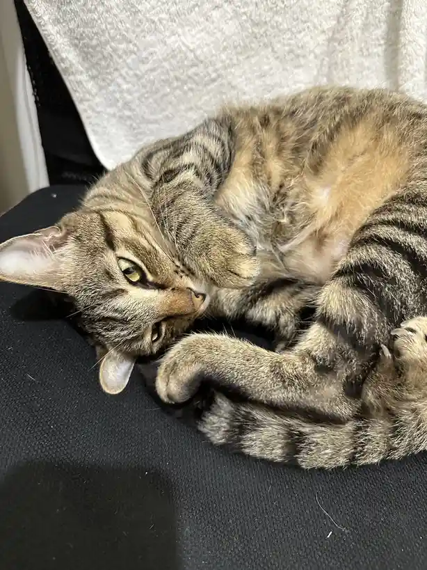 A tabby cat is curled up on a black chair, one paw covering its face while its eyes are half-open, looking sleepy or…