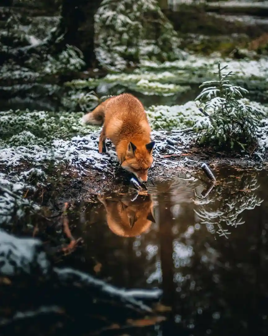 A red fox is seen drinking water from a small pond in a snowy forest, with its reflection clearly visible in the water. The…