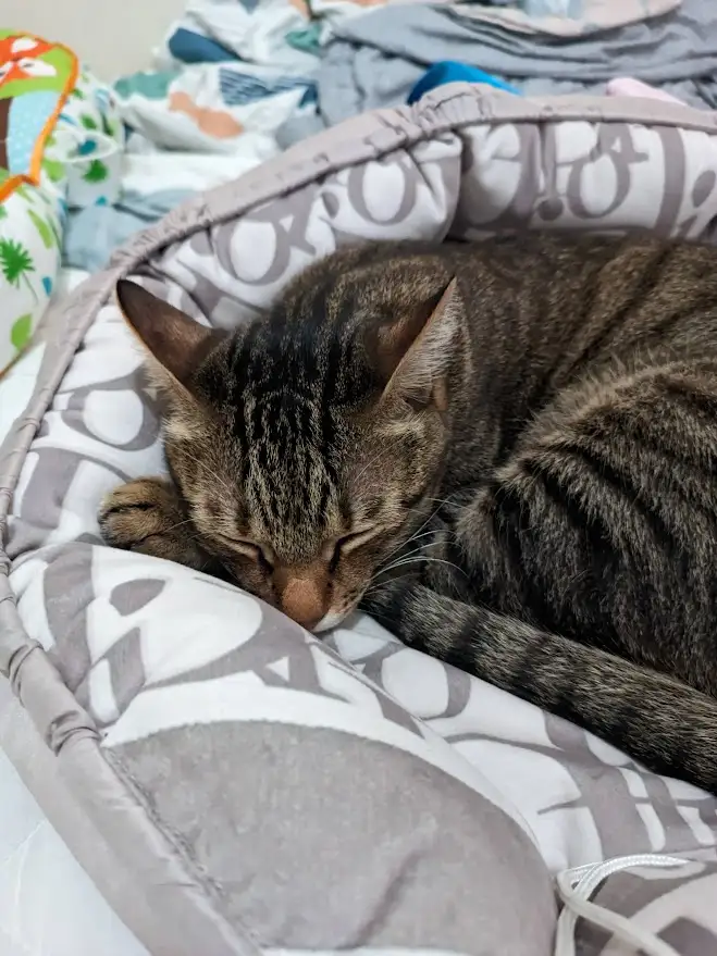 Just a cat being a cat