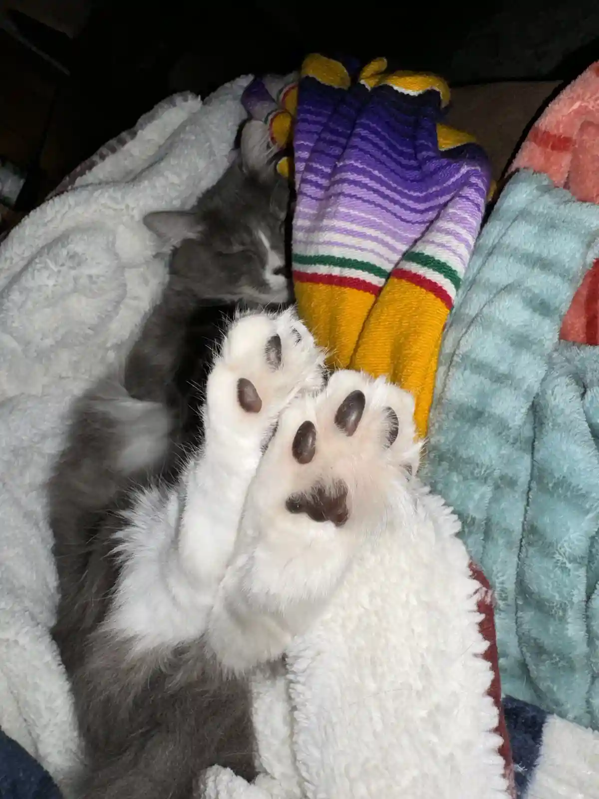 Adorable Toe Beans: A Furry Delight