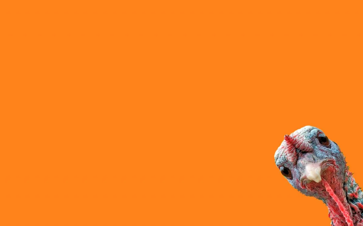 A close-up of a turkey's head and neck appears on the right side of a solid orange background, looking toward the viewer…